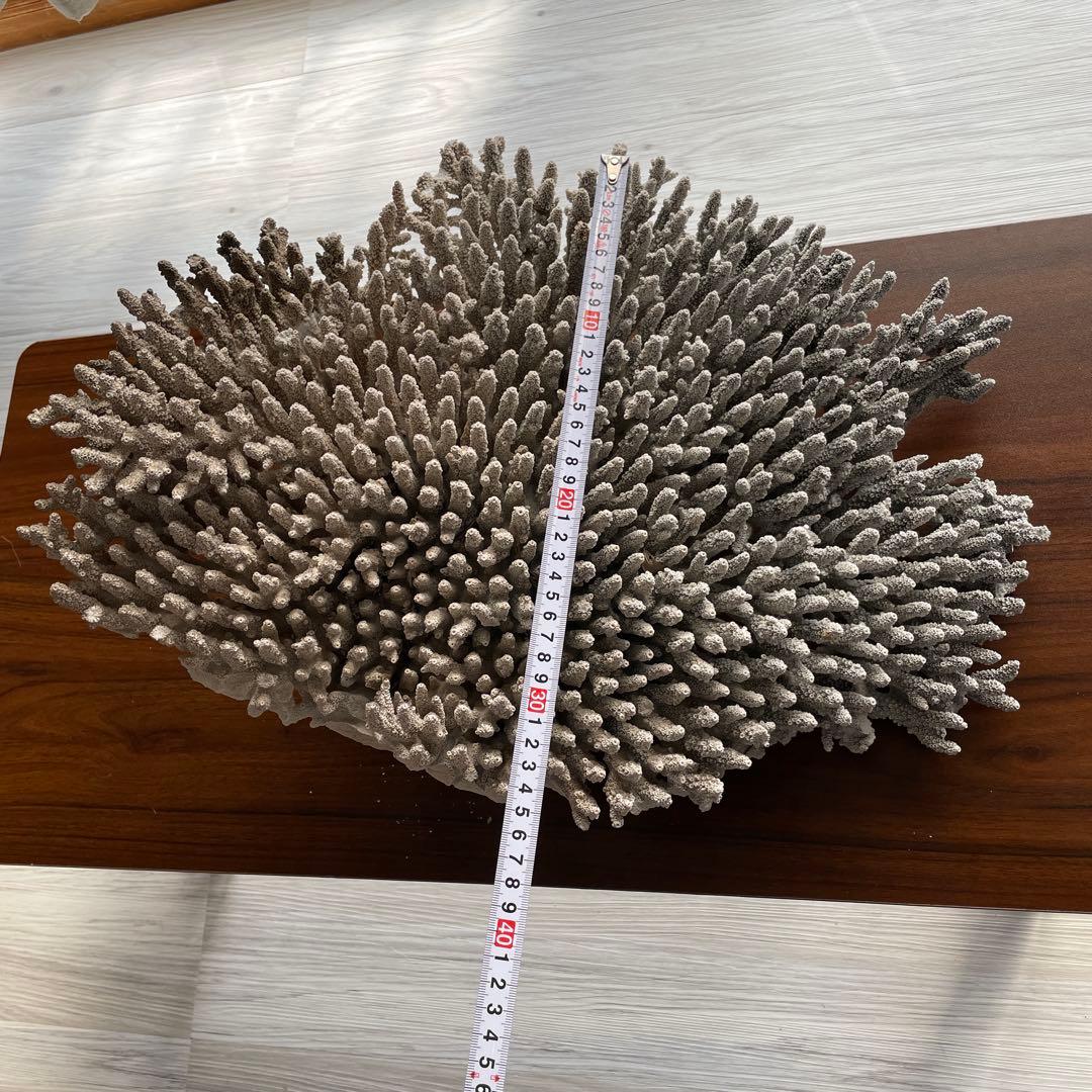 珊瑚 天然 大型 約50×35cm 約8kg インテリア オブジェ