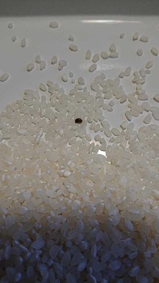 キヌヒカリ 玄米 20キロ 減農薬 お米