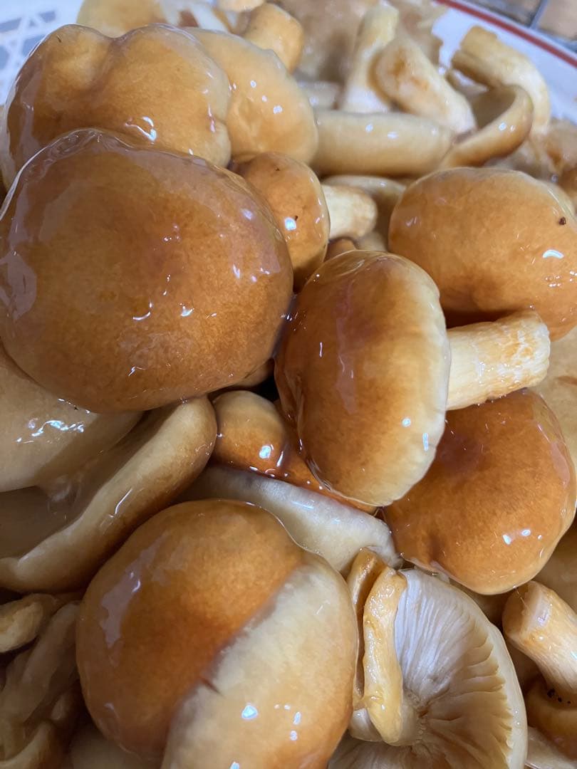 秋田県産肉厚ぷりぷりなめこ3キロ下処理済み