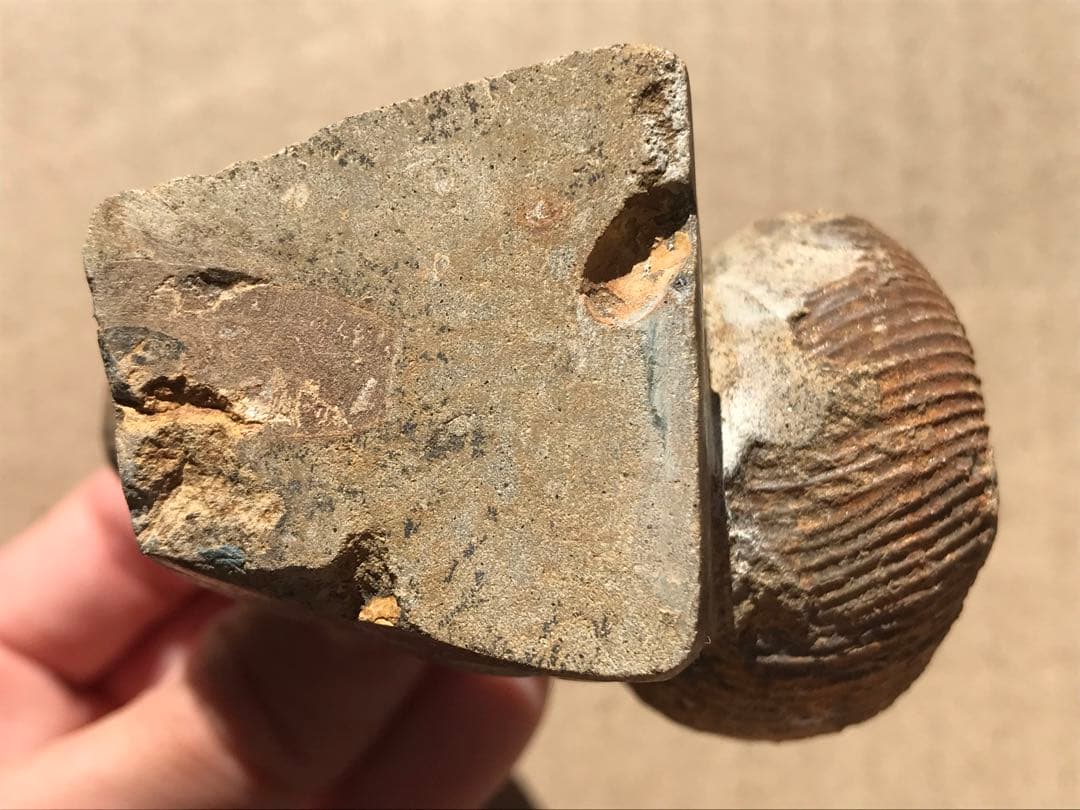 【限定価格】マダガスカル産　異常巻きアンモナイト化石（ノストセラス）　稀少