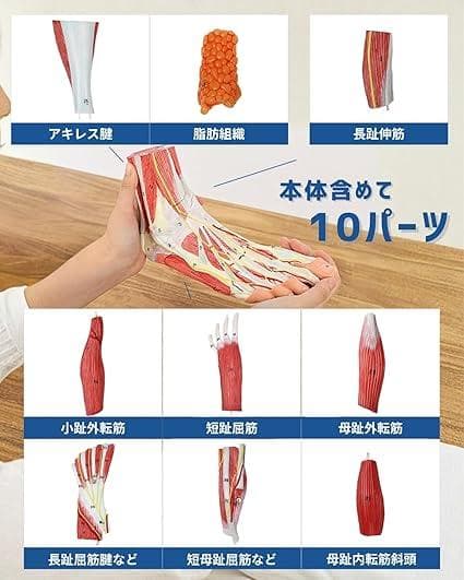 足部解剖模型 軟部組織付き 人体模型 足関節 10パーツ 等身大 足骨模型