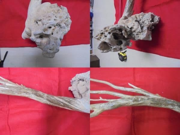 AKa6951　深海松　原木　レインボーコーラル　貝殻付　珍品　希少