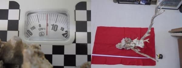 AKa6951　深海松　原木　レインボーコーラル　貝殻付　珍品　希少