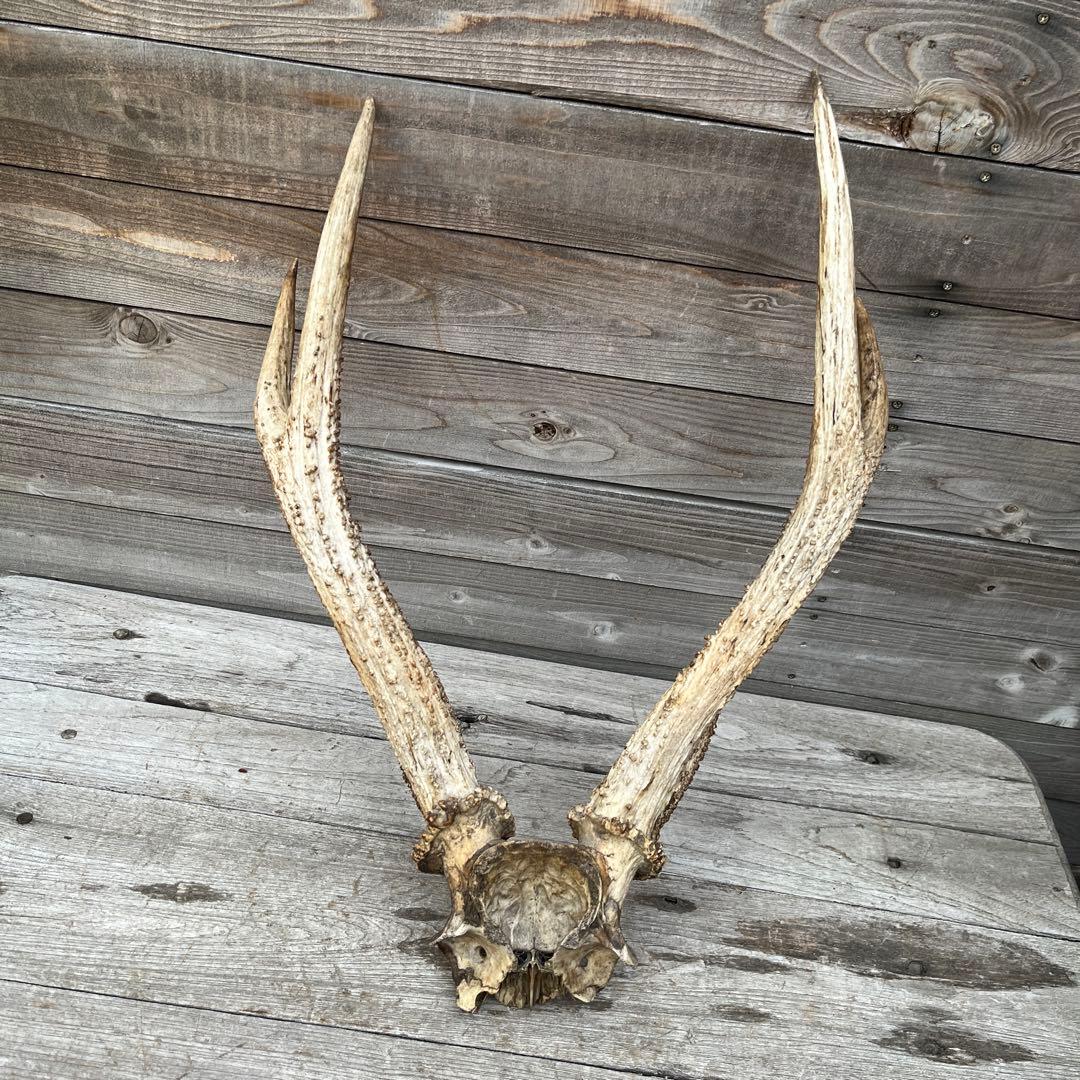 ヴィンテージ鹿ツノ