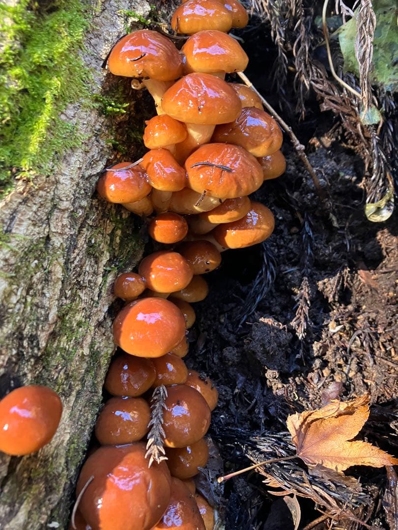 kantora 秋田県産肉厚ぷりぷりなめこ