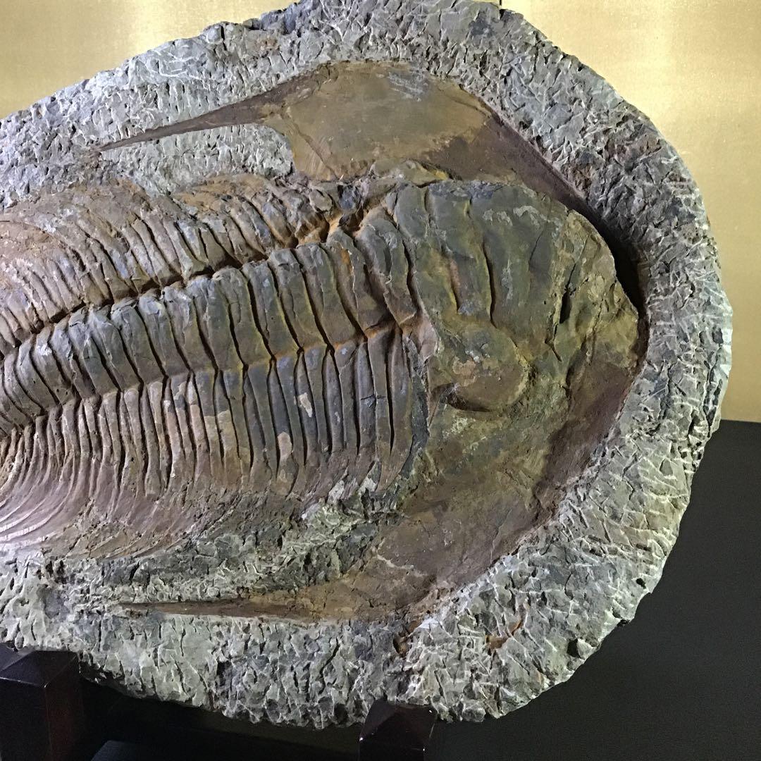 特大￼w 35㎝4kg 三葉虫化石￼ 古生代の重要な示準化石￼