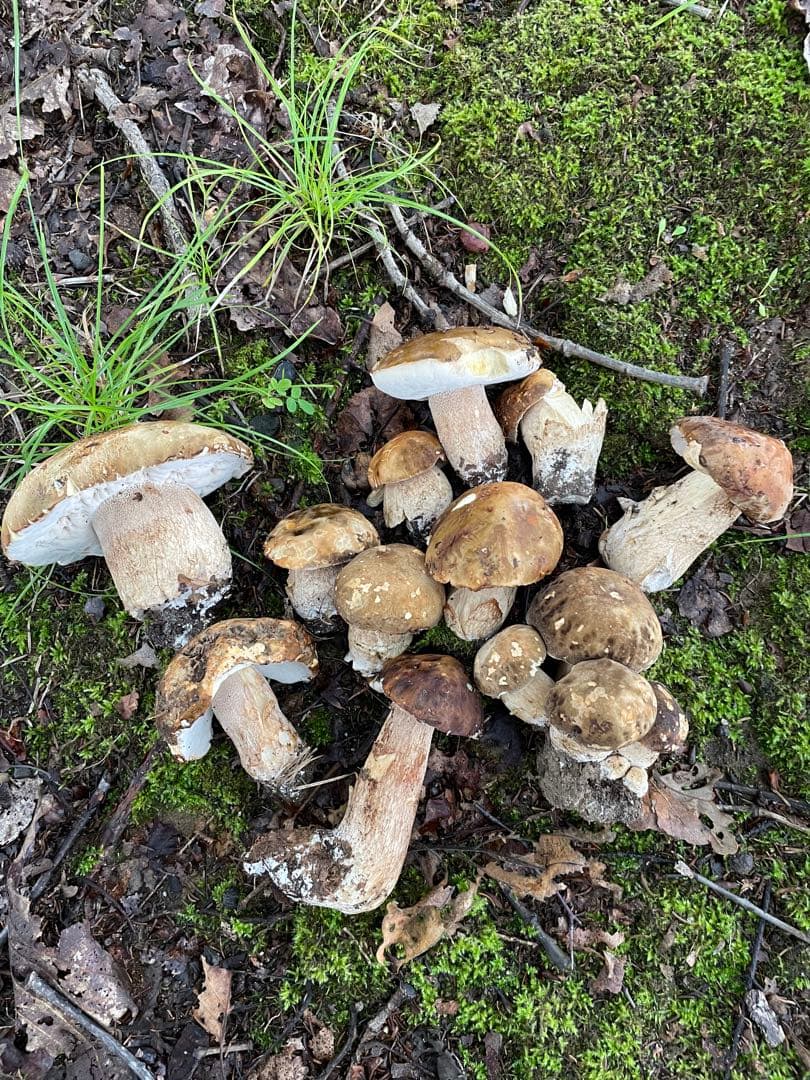 乾燥ポルチーニ 100g×5袋