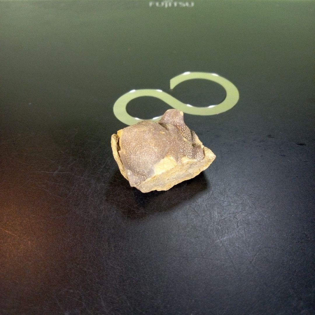 三葉虫　南米産　化石　fossil　ボリビア産　trilobite　南米化石郡⑦