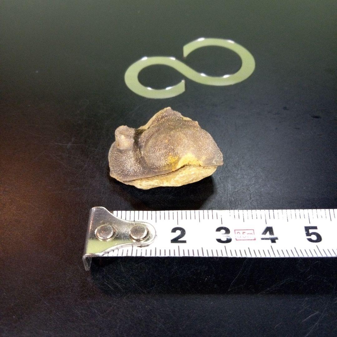 三葉虫　南米産　化石　fossil　ボリビア産　trilobite　南米化石郡⑦