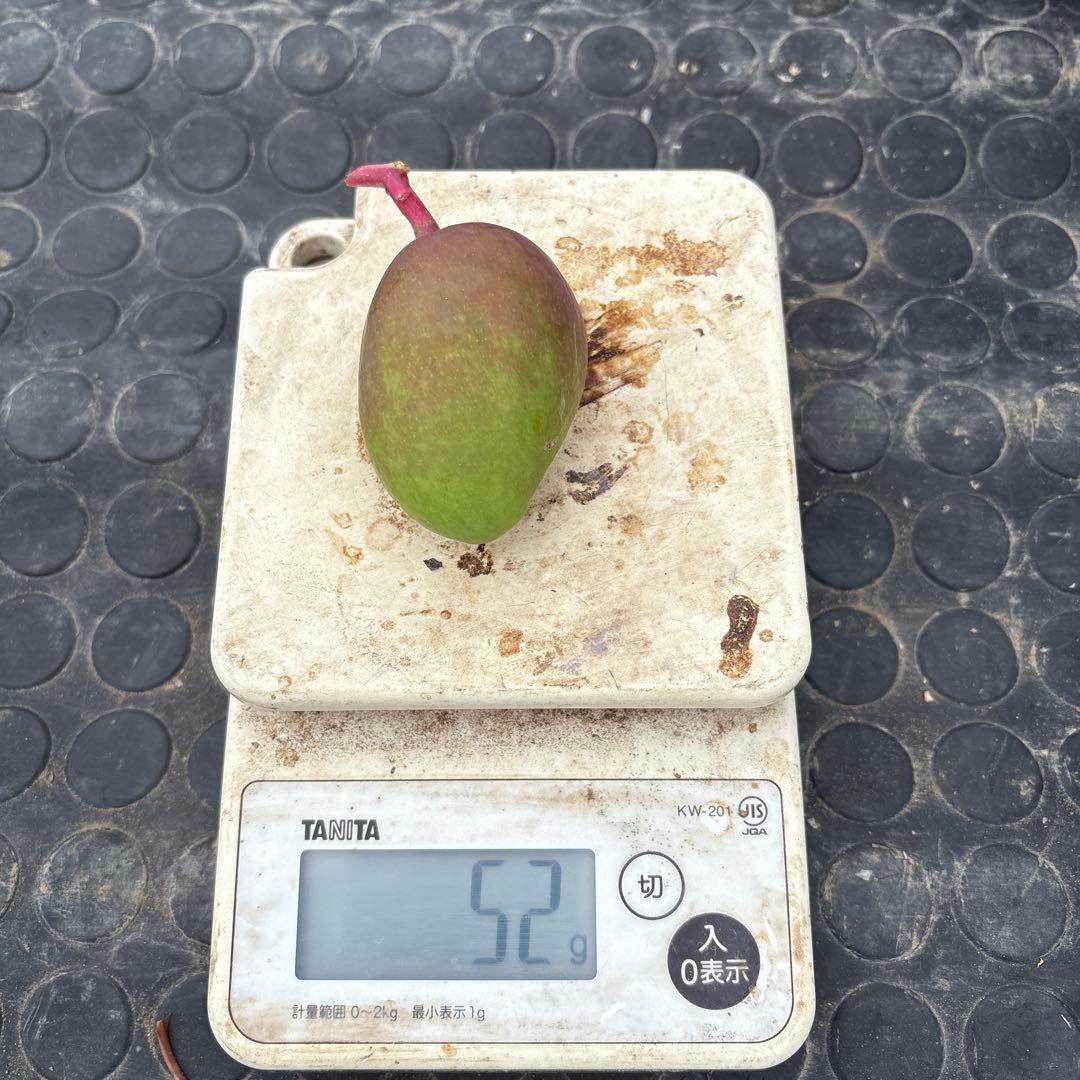 摘果マンゴー 2/6❶