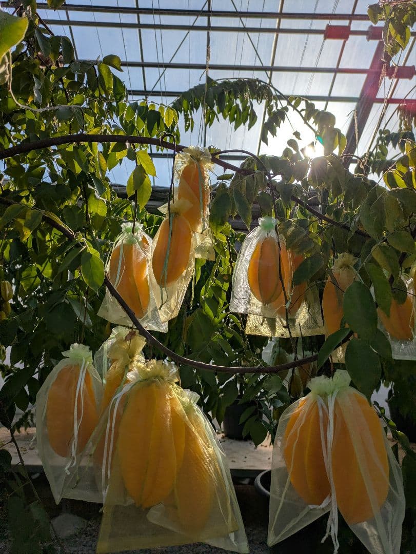 専用２キロ　スターフルーツ STAR FRUIT 熊本産 産地直送