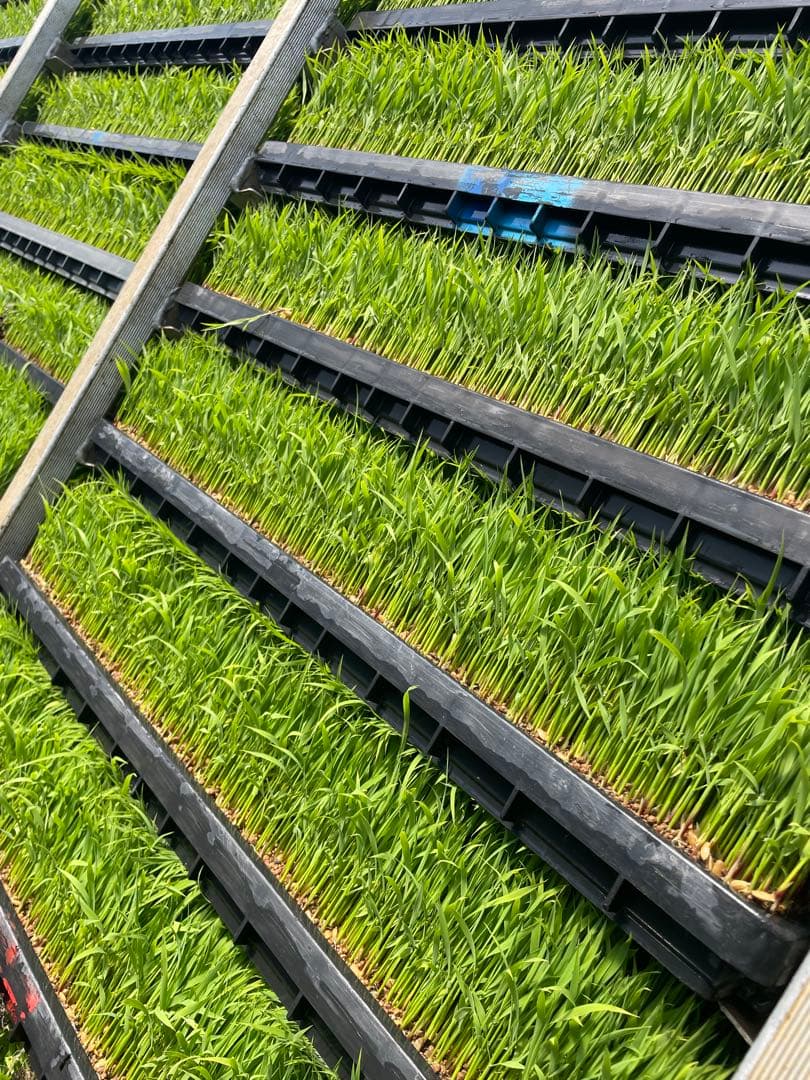 令和7年産 富山県産コシヒカリ　玄米