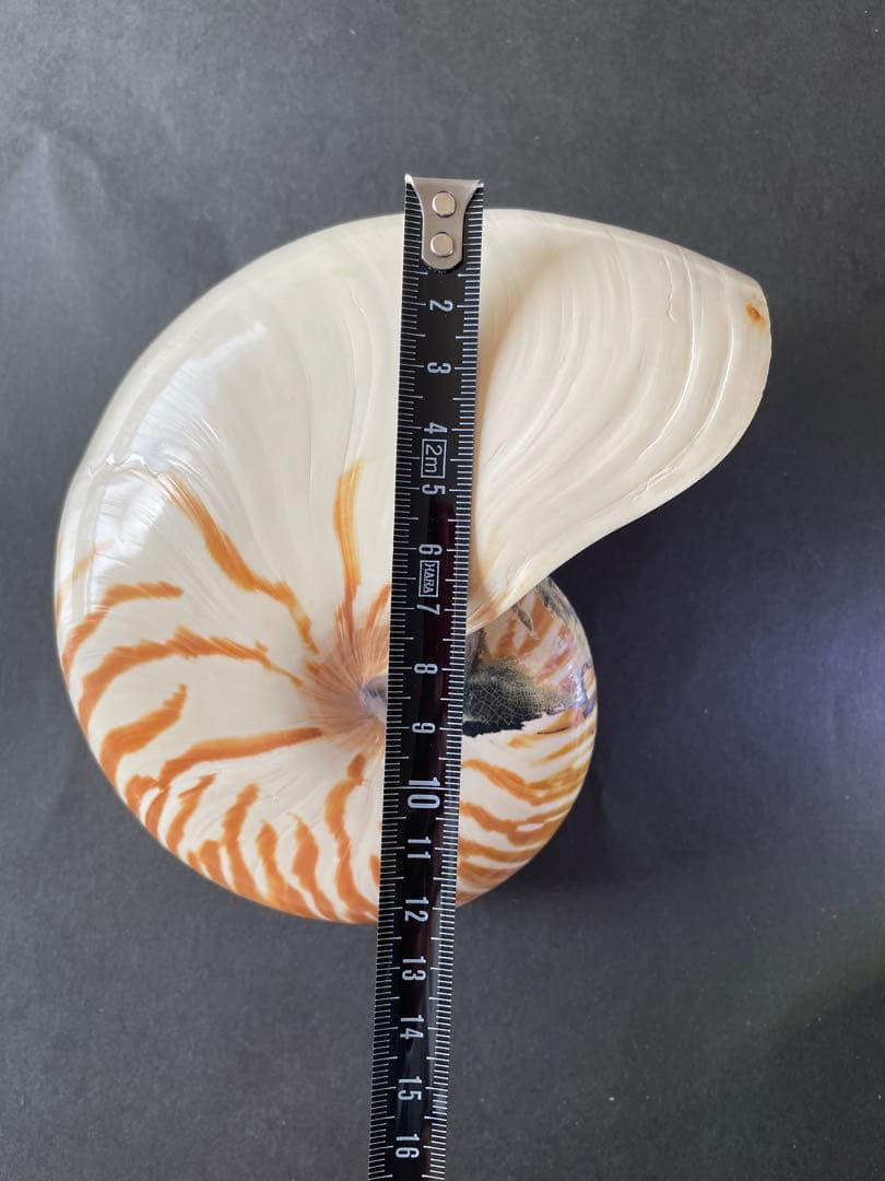 【極美品】天然 貝殻 5点豪華セット（オウムガイ・ホネガイ・シノマキガイ他）