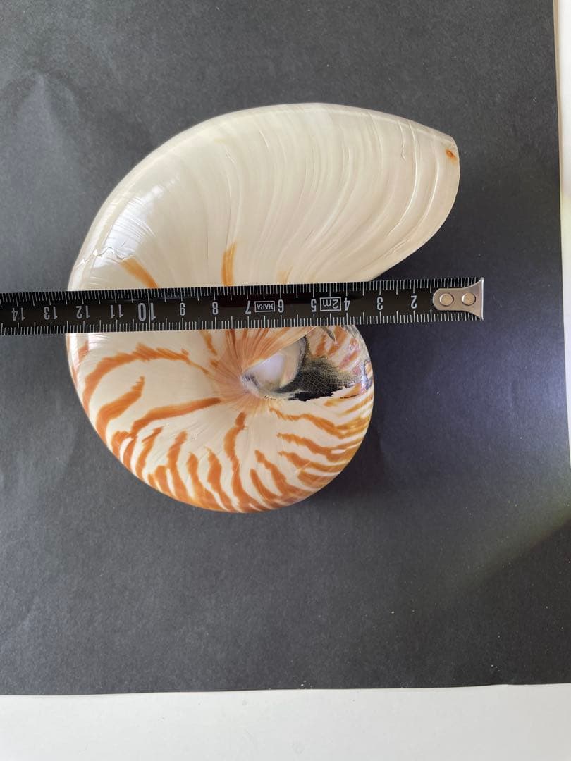 【極美品】天然 貝殻 5点豪華セット（オウムガイ・ホネガイ・シノマキガイ他）