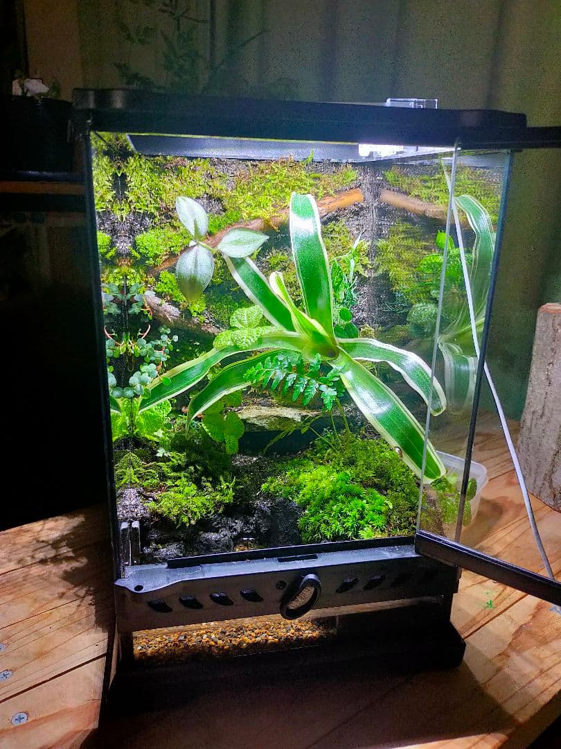 隠れ家付き！自然の中の飼育箱、苔テラリウム