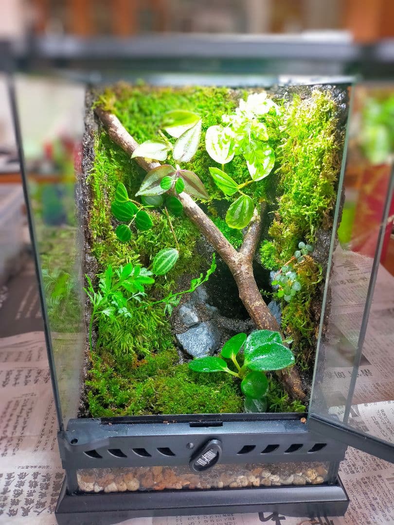 隠れ家付き！自然の中の飼育箱、苔テラリウム