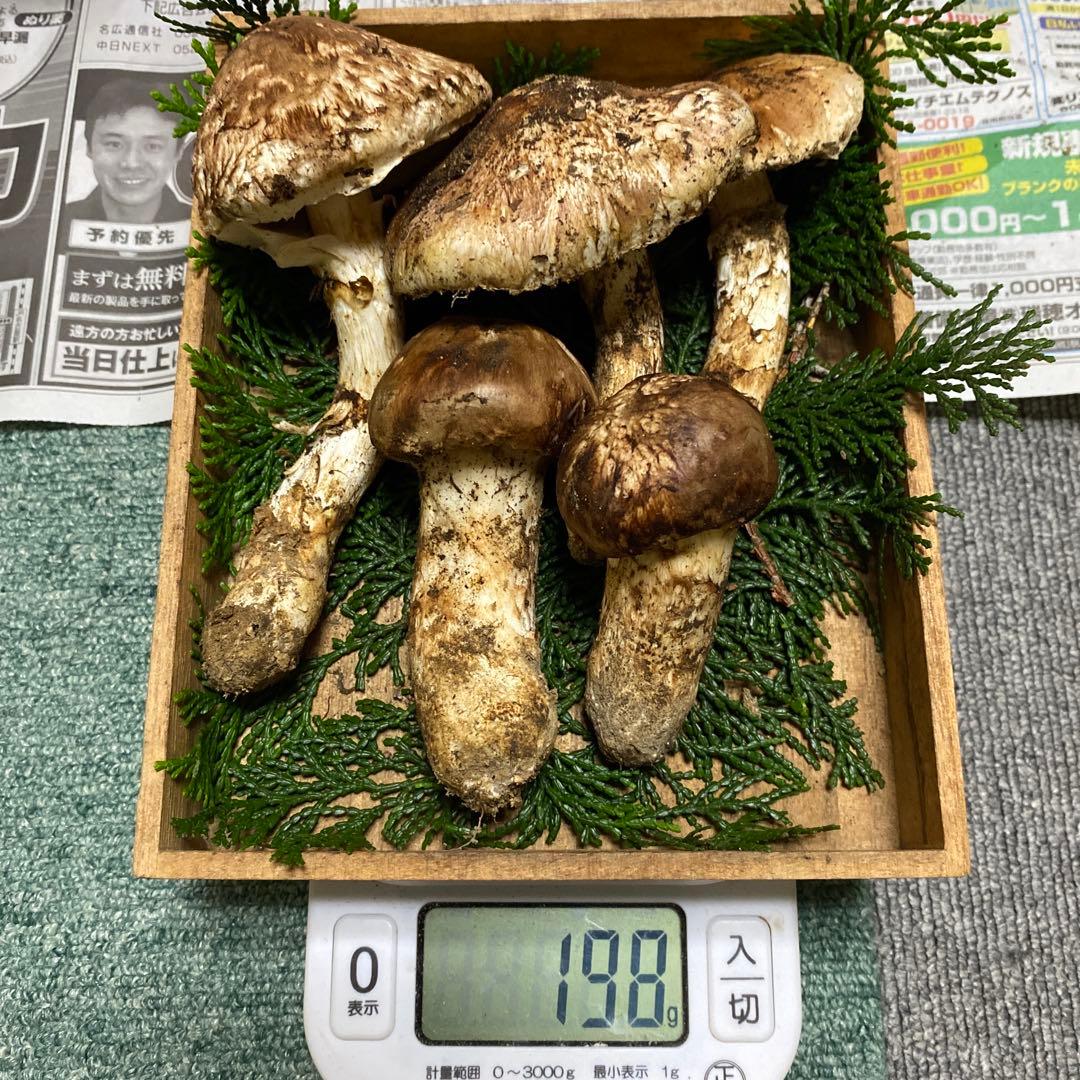 デランジェ 南信州 豊丘産松茸198ｇ