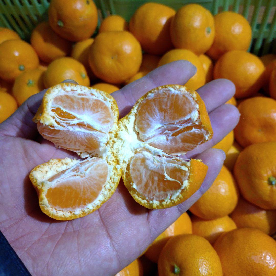 マリン専用 お問合せ用 木塾宮川早生 3S〜2S 15-0