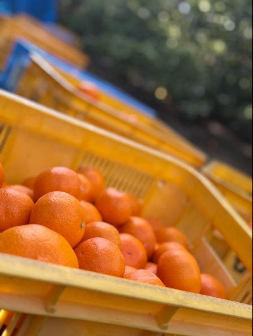 ①温州みかん 樹熟大坊みかん 優品(家庭用傷あり)2S、S、10kg