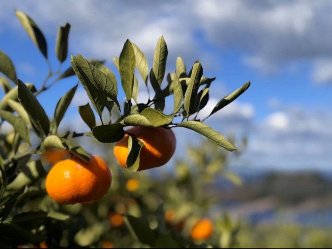 ①温州みかん 樹熟大坊みかん 優品(家庭用傷あり)2S、S、10kg