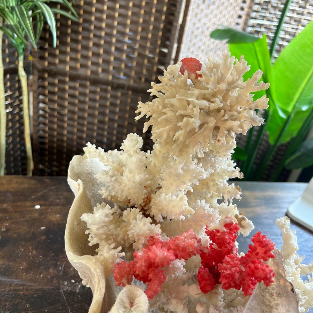 超特大 珊瑚 サンゴ コーラル ピンク オブジェ インテリア 貝