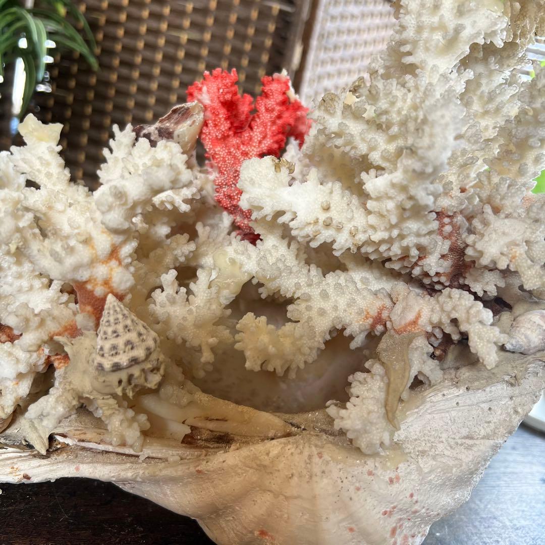 超特大 珊瑚 サンゴ コーラル ピンク オブジェ インテリア 貝