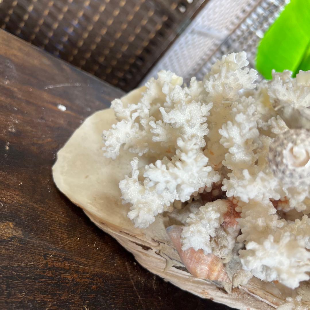 超特大 珊瑚 サンゴ コーラル ピンク オブジェ インテリア 貝