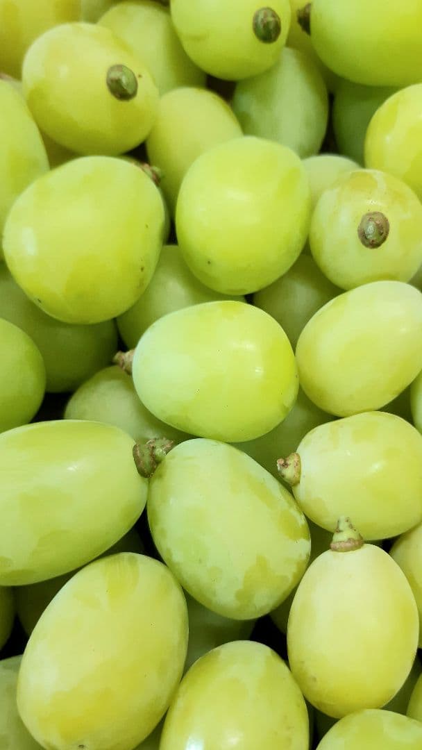 シャインマスカット大粒多め入り増量の、徳用5.5キロ入りの粒バック入りになります