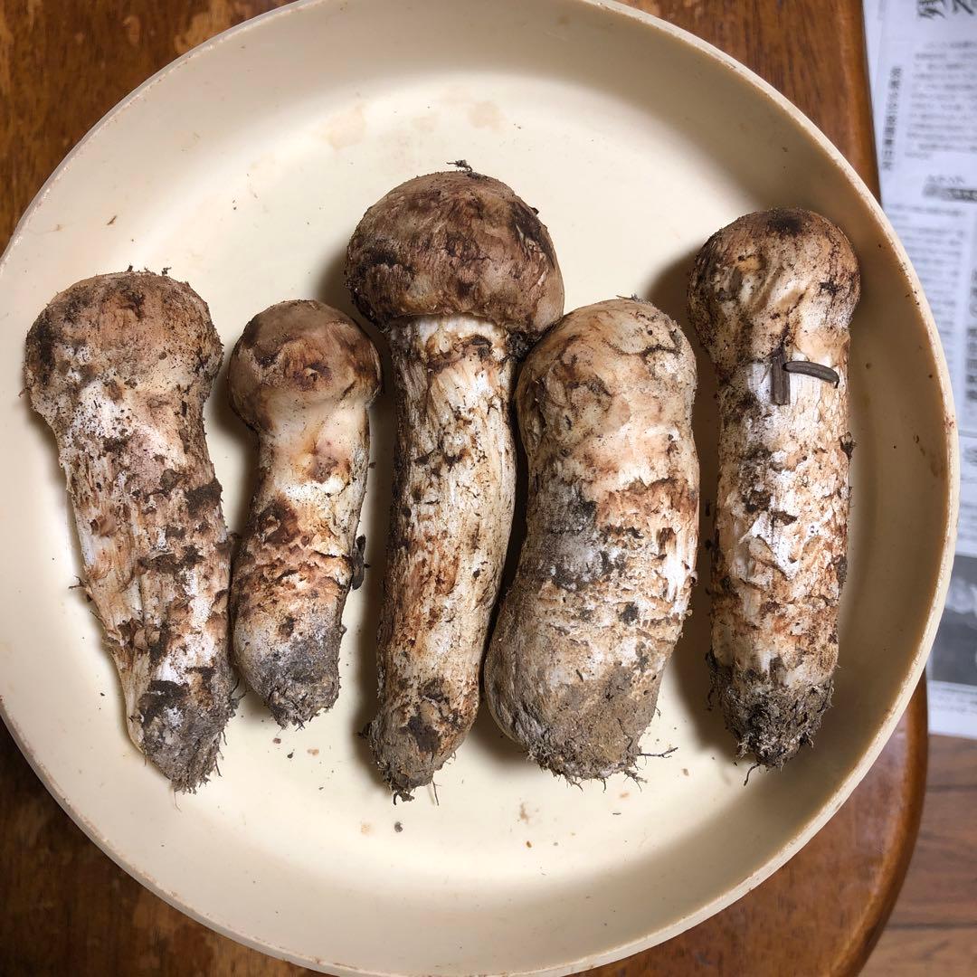 BsTabbyさま専用　長野県信州産　国産松茸　160g