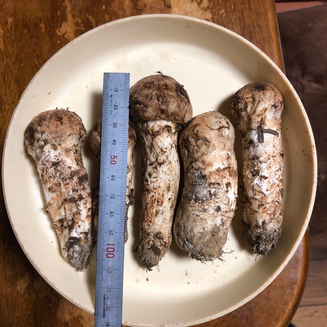 BsTabbyさま専用　長野県信州産　国産松茸　160g