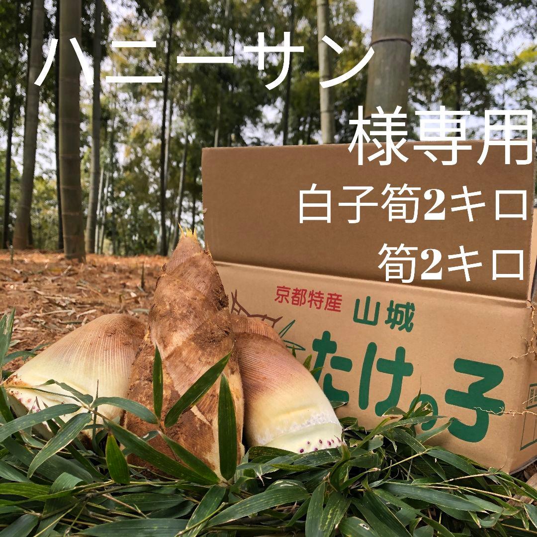 ハニーサン　白子筍2キロ筍2キロ　クール
