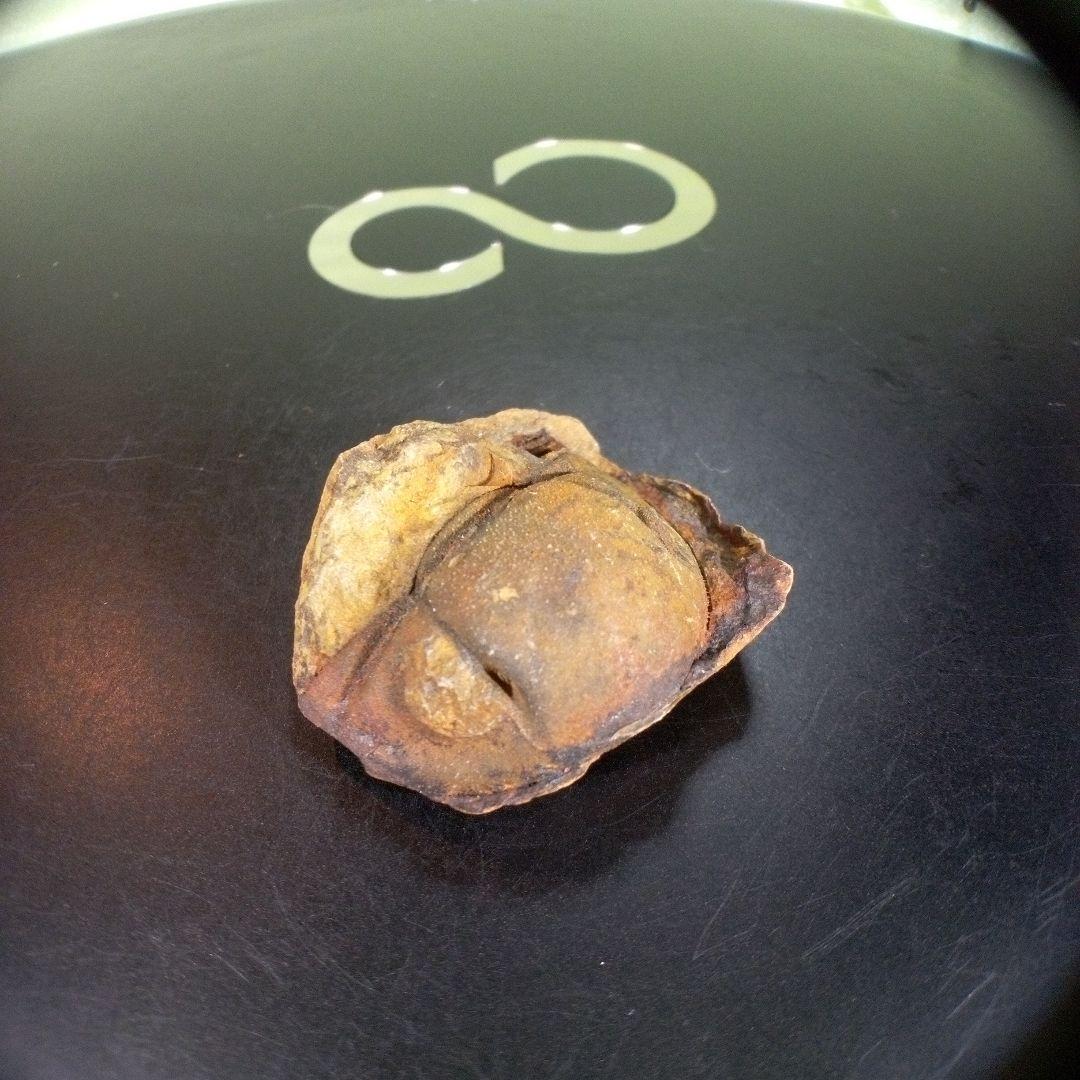 三葉虫　南米産　化石　fossil　ボリビア産　trilobite　南米化石郡③