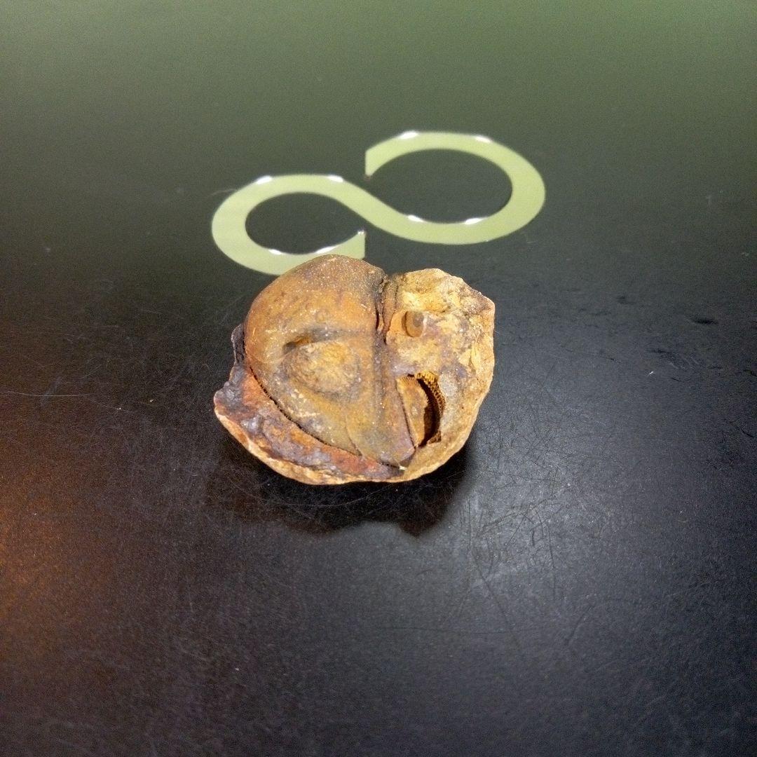 三葉虫　南米産　化石　fossil　ボリビア産　trilobite　南米化石郡③