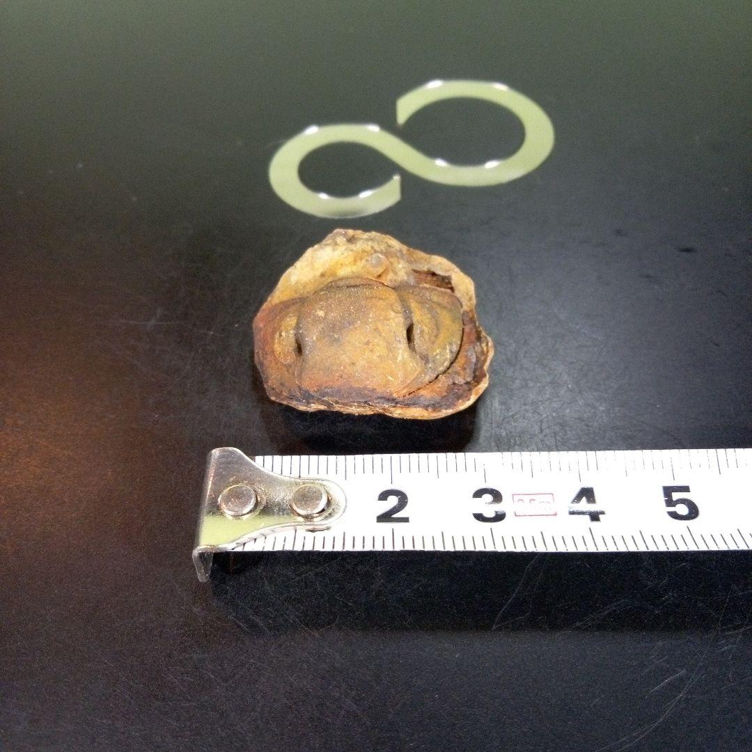 三葉虫　南米産　化石　fossil　ボリビア産　trilobite　南米化石郡③