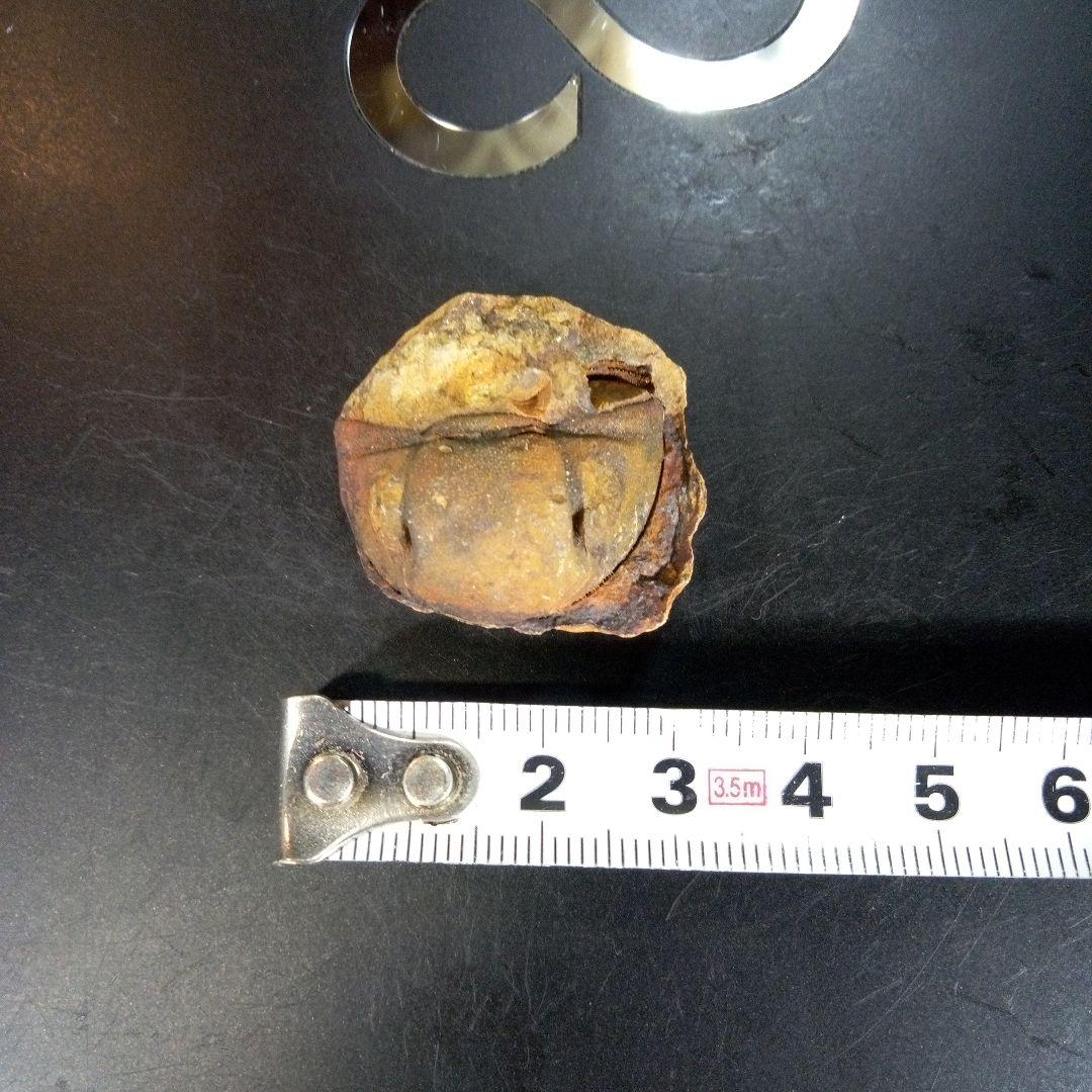 三葉虫　南米産　化石　fossil　ボリビア産　trilobite　南米化石郡③