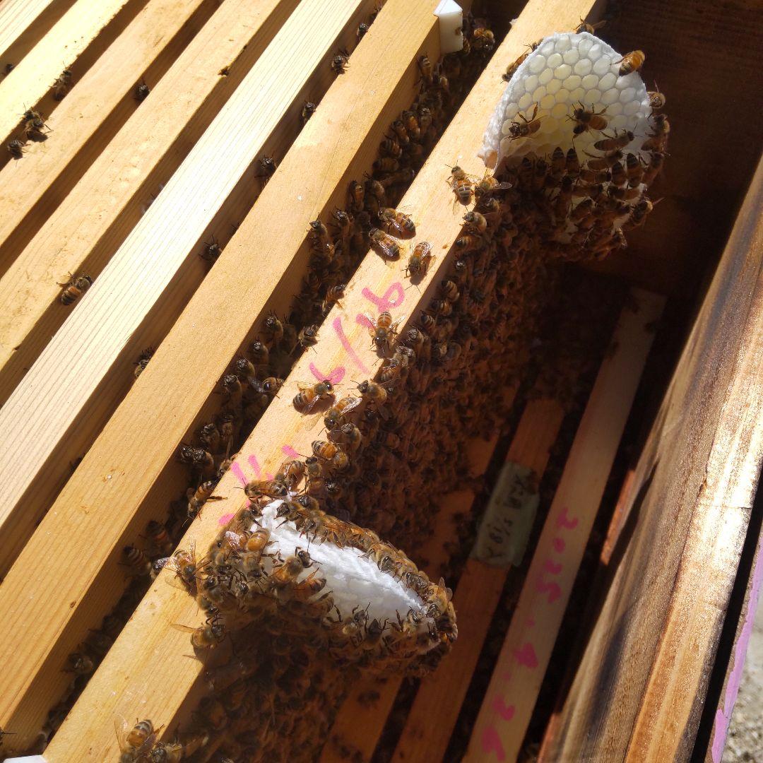 国産純粋はちみつ【1200グラム2本】無添加　 非加熱生蜂蜜