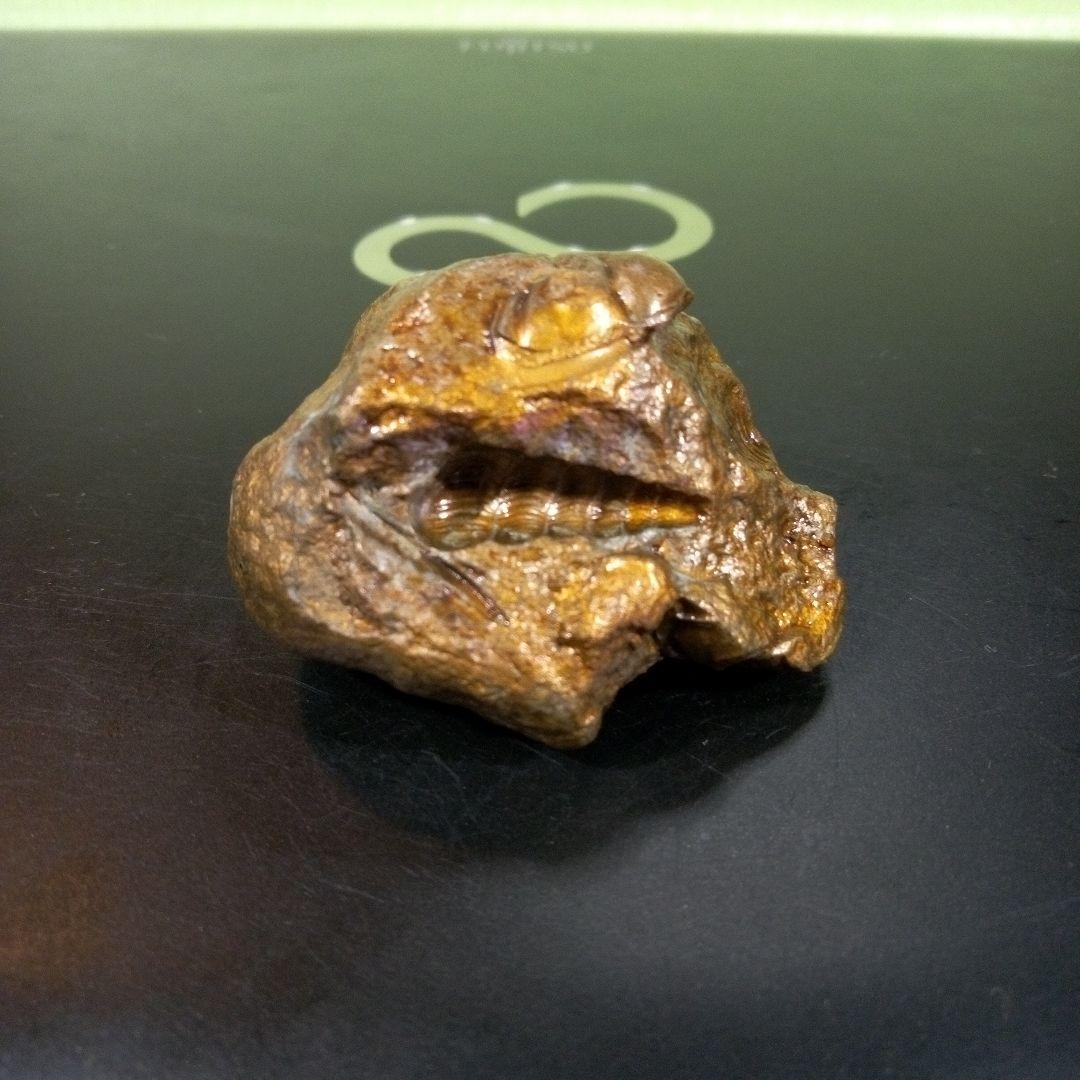 三葉虫　化石　fossil　ボリビア産　レア　Fossil管理④