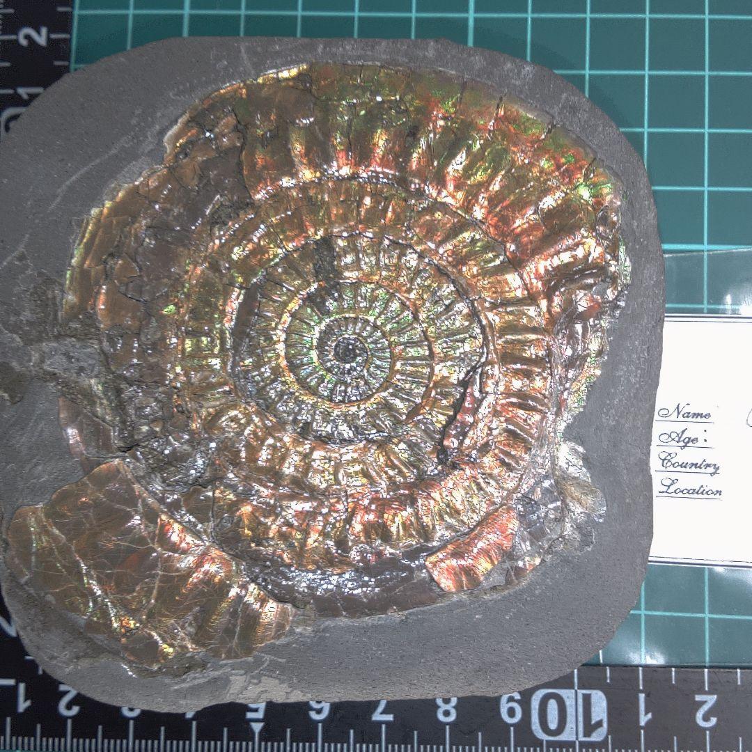 小物１ Caloceras Johnstoni 化石 ジュラ紀