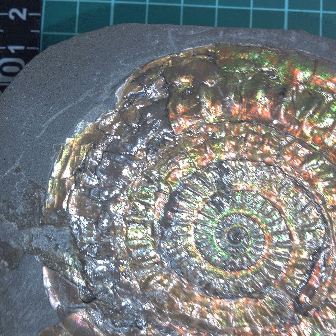 小物１ Caloceras Johnstoni 化石 ジュラ紀