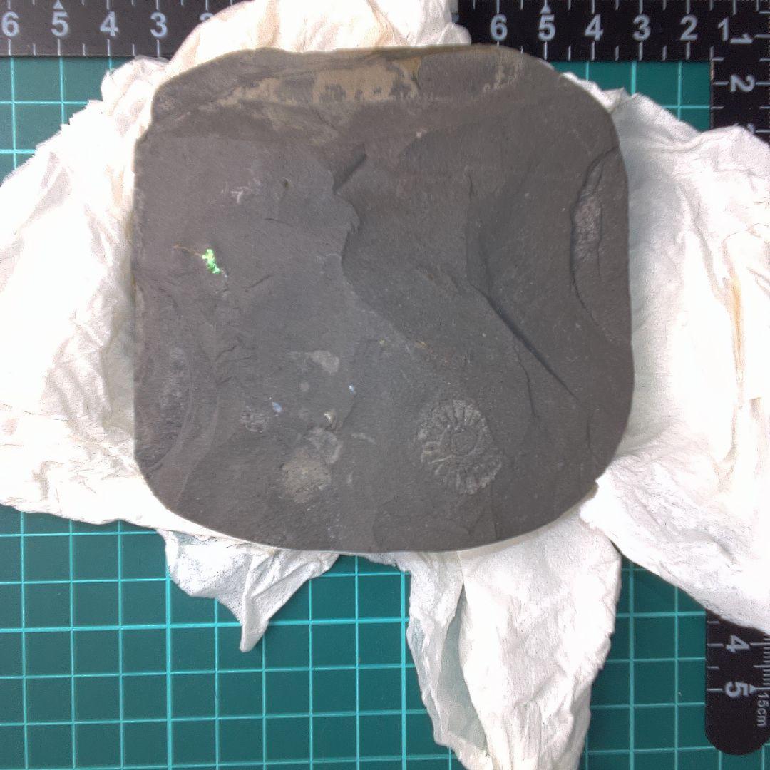 小物１ Caloceras Johnstoni 化石 ジュラ紀