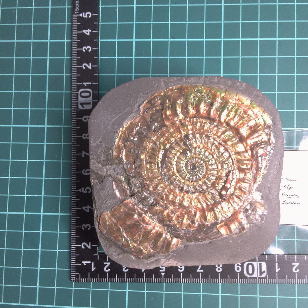 小物１ Caloceras Johnstoni 化石 ジュラ紀