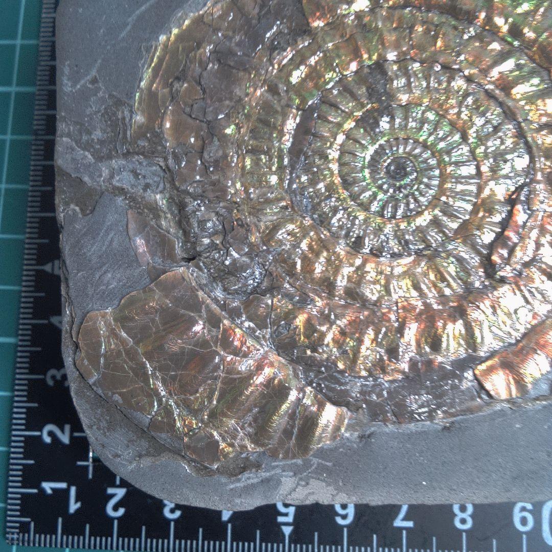 小物１ Caloceras Johnstoni 化石 ジュラ紀