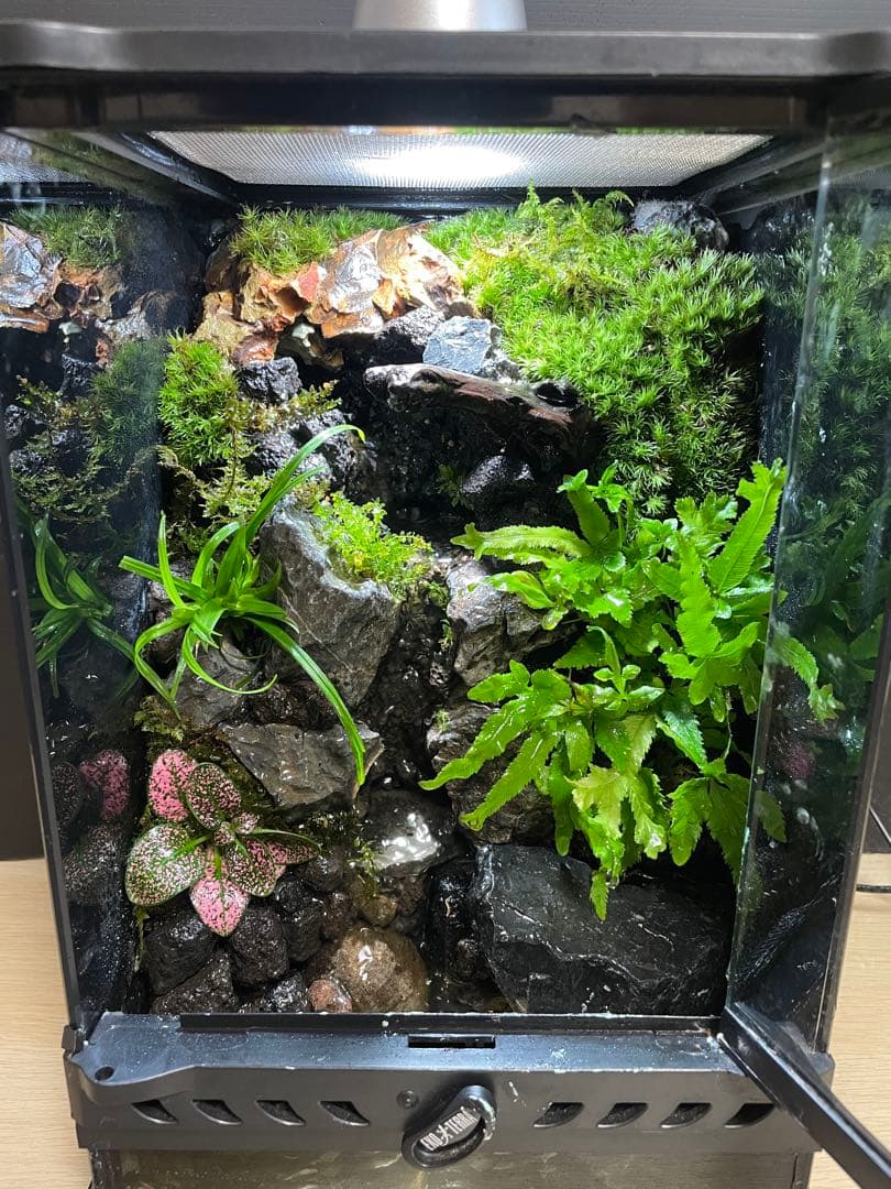 【完成品】2段の滝があるアクアテラリウム