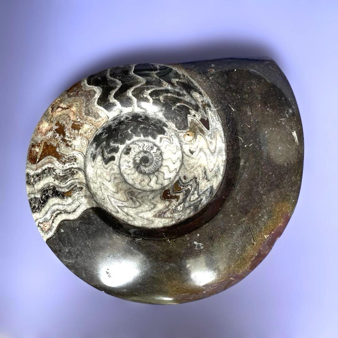 値下げ‼️【ビックサイズ 】アンモナイト化石26.5cm×31cm 4.5cm