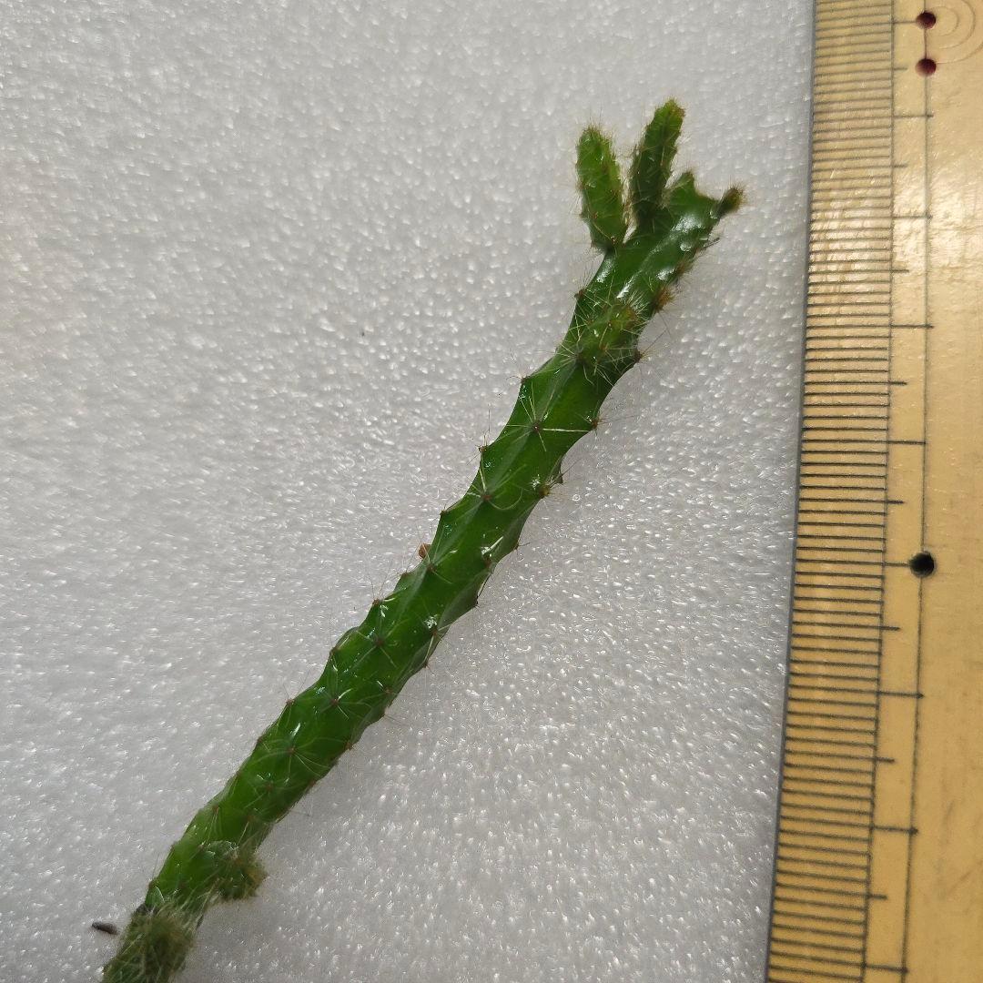 CocoDory様 孔雀サボテン 抜き苗