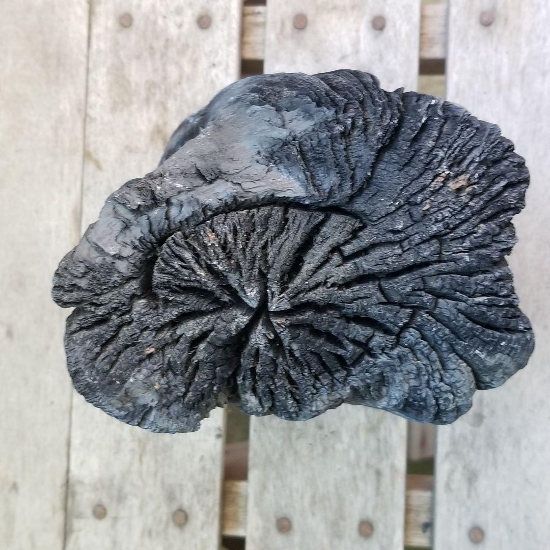 天は皿状　紀州備長炭オブジェ　一点もの　希少