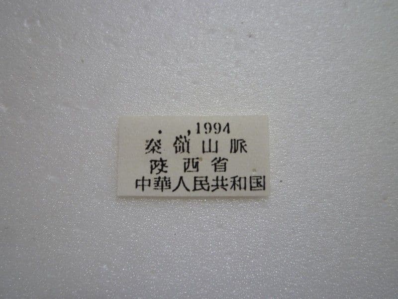 【外国産蝶標本】コムラサキ/陝西省.秦嶺山脈産/67.3mm