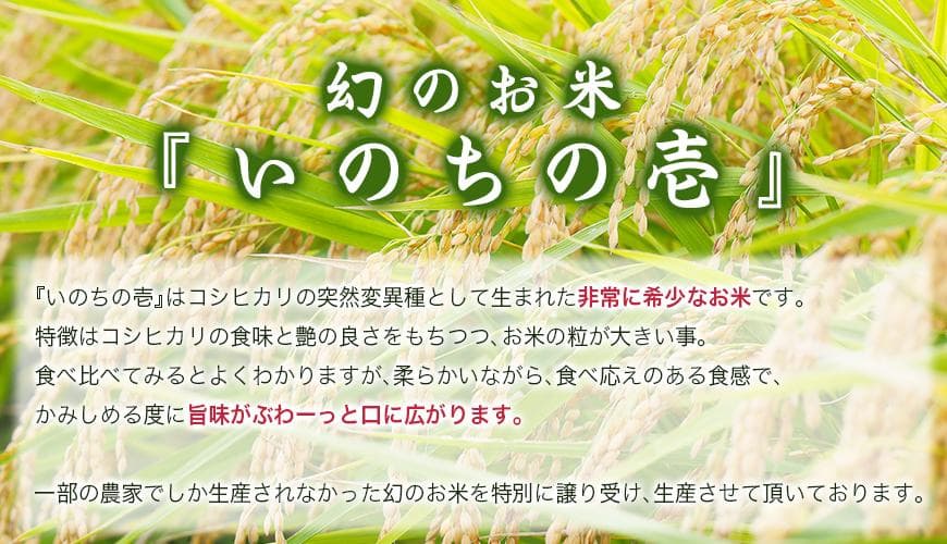 幻のお米　令和7年度『いのちの壱』　岐阜県産　新米 　玄米 ３０kg 　送料無料