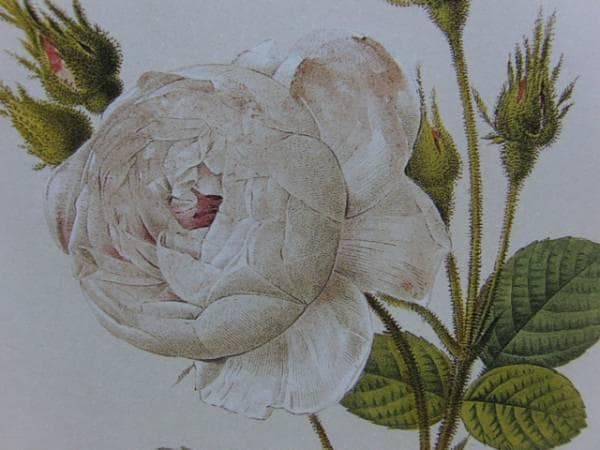 Pierre-Joseph Redout、The Roses3、希少画集画