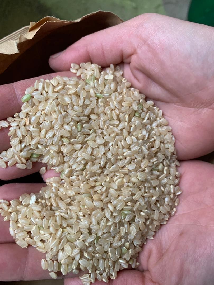 岡山産　純あけぼの米　10kg 無農薬　精米、送料無料